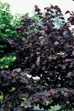 Almindelig hassel Corylus avellana 'Rode Zellernoot' busk 100-120 potte C12