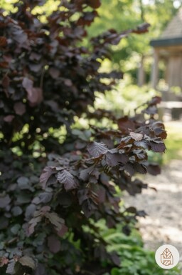 Corylus avellana 'Rode Zellernoot' busk 100-120 cm