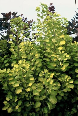 Parykbusk Cotinus coggygria 'Golden Spirit' busk 20-30 potte C2