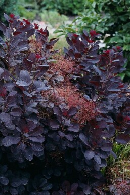 Parykbusk Cotinus coggygria 'Royal Purple' busk 20-30 potte C2