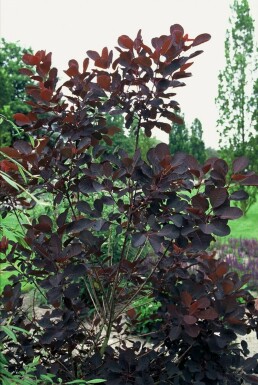 Parykbusk Cotinus coggygria 'Royal Purple' busk 20-30 potte C2