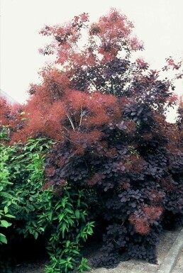 Parykbusk Cotinus coggygria 'Royal Purple' busk 20-30 potte C2