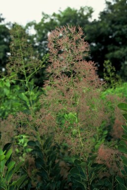 Parykbusk Cotinus coggygria 'Young Lady' busk 30-40 potte C2