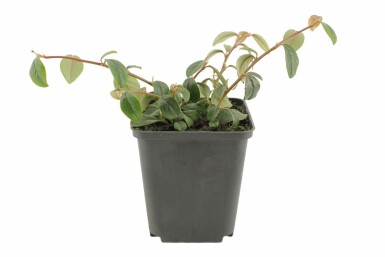 Krybende dværgmispel Cotoneaster dammeri 5-10 potte P9 Cotoneaster dammeri