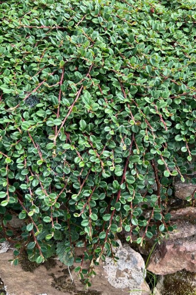 Dværgmispel Cotoneaster procumbens 'Queen of Carpets' 5-10 potte P9 Cotoneaster procumbens 'Queen of Carpets'