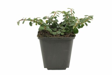 Dværgmispel Cotoneaster procumbens 'Queen of Carpets' 5-10 potte P9 Cotoneaster procumbens 'Queen of Carpets'