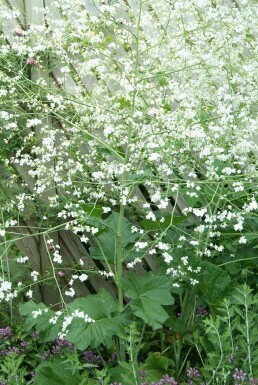 Kæmpeslør Crambe cordifolia 5-10 potte P9 Crambe cordifolia