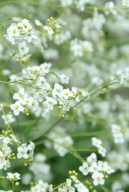 Kæmpeslør Crambe cordifolia 5-10 potte P9 Crambe cordifolia