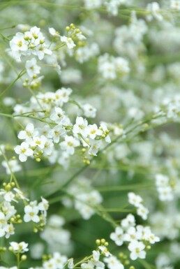 Kæmpeslør Crambe cordifolia 5-10 potte P9