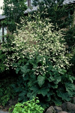 Kæmpeslør Crambe cordifolia 5-10 potte P9
