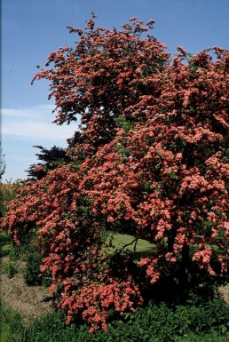 Hawthorn Crataegus laevigata 'Paul's Scarlet' busk 100-120 potte C12