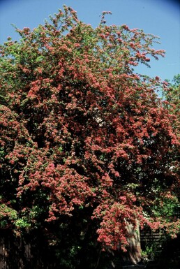 Hawthorn Crataegus laevigata 'Paul's Scarlet' busk 100-120 potte C12 Crataegus laevigata 'Paul's Scarlet'