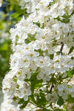 Hawthorn Crataegus laevigata 'Plena' busk 100-125 potte C12 Crataegus laevigata 'Plena' busk 100-125 cm
