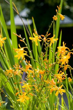 Montbretia Crocosmia 'George Davison' 5-10 potte P9