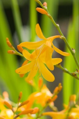 Montbretia Crocosmia 'George Davison' 5-10 potte P9 Crocosmia 'George Davison'