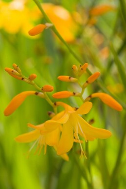 Montbretia Crocosmia 'George Davison' 5-10 potte P9 Crocosmia 'George Davison'
