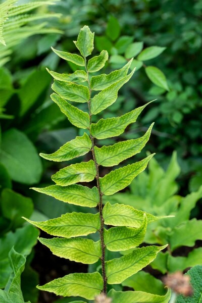 Japansk mahoniebregne Cyrtomium falcatum 5-10 potte P9 Cyrtomium falcatum