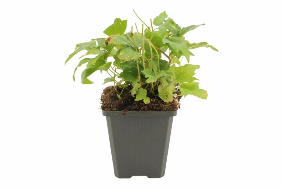 Japansk mahoniebregne Cyrtomium falcatum 5-10 potte P9 Cyrtomium falcatum