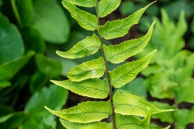 Japansk mahoniebregne Cyrtomium falcatum 5-10 potte P9 Cyrtomium falcatum