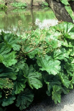 Skjoldblad Darmera peltata 5-10 potte P9 Darmera peltata