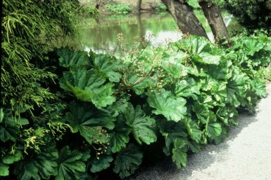 Skjoldblad Darmera peltata 5-10 potte P9 Darmera peltata