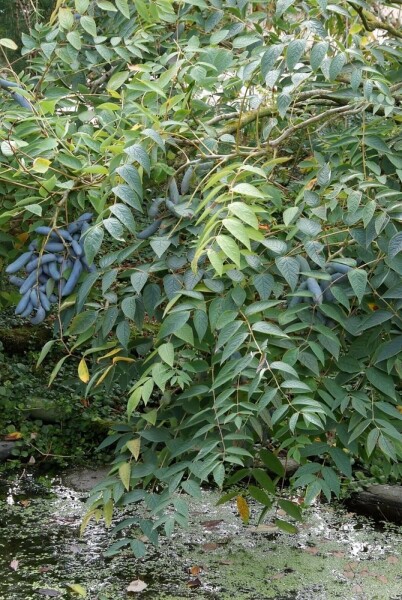 Decaisnea fargesii C12 80-100