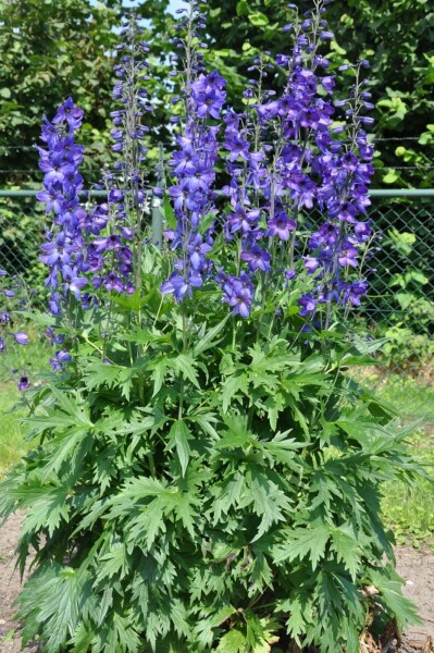 Staude-ridderspore Delphinium elatum 'Black Knight' 5-10 potte P9 Delphinium elatum 'Black Knight'