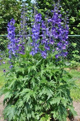 Staude-ridderspore Delphinium elatum 'Black Knight' 5-10 potte P9