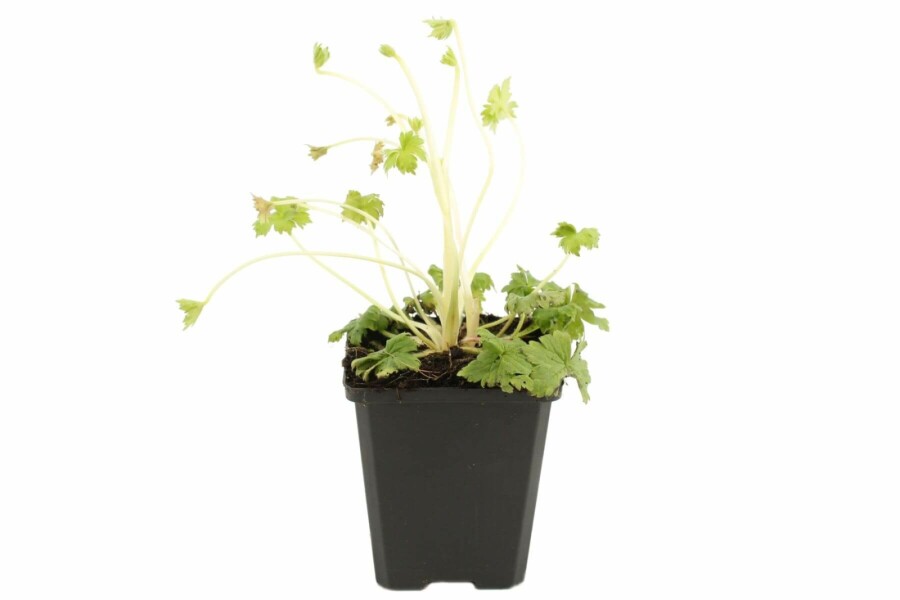 Staude-ridderspore Delphinium elatum 'Black Knight' 5-10 potte P9 Delphinium elatum 'Black Knight'