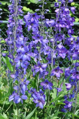 Staude-ridderspore Delphinium elatum 'Black Knight' 5-10 potte P9 Delphinium elatum 'Black Knight'