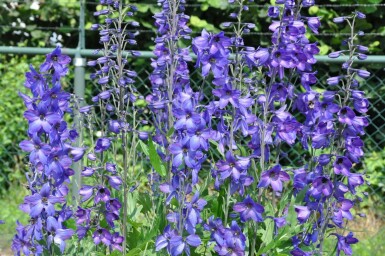 Staude-ridderspore Delphinium elatum 'Black Knight' 5-10 potte P9 Delphinium elatum 'Black Knight'