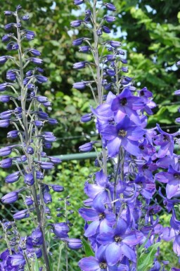 Staude-ridderspore Delphinium elatum 'Black Knight' 5-10 potte P9 Delphinium elatum 'Black Knight'