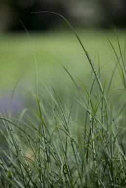 Mosebunke Deschampsia cespitosa 5-10 potte P9 Deschampsia cespitosa