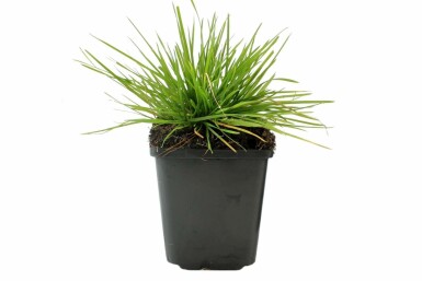Mosebunke Deschampsia cespitosa 5-10 potte P9 Deschampsia cespitosa