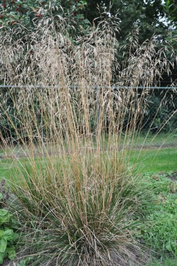 Mosebunke Deschampsia cespitosa 'Goldschleier' 5-10 potte P9 Deschampsia cespitosa 'Goldschleier'