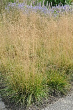 Mosebunke Deschampsia cespitosa 'Goldtau' 5-10 potte P9 Deschampsia cespitosa 'Goldtau'