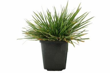 Mosebunke Deschampsia cespitosa 'Goldtau' 5-10 potte P9 Deschampsia cespitosa 'Goldtau'