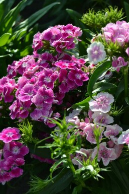 Studenternellike Dianthus barbatus 'Indianer Teppich' 5-10 potte P9 Dianthus barbatus 'Indianer Teppich'