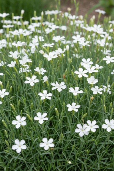 Bakkenellike Dianthus deltoides 'Albiflorus' 5-10 potte P9 Dianthus deltoides 'Albiflorus'