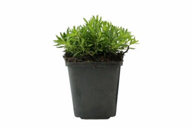 Bakkenellike Dianthus deltoides 'Albiflorus' 5-10 potte P9 Dianthus deltoides 'Albiflorus'