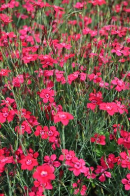 Bakkenellike Dianthus deltoides 'Brilliant' 5-10 potte P9 Dianthus deltoides 'Brilliant'