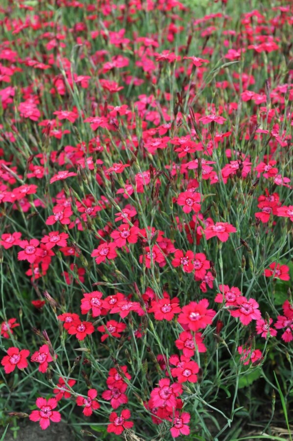 Bakkenellike Dianthus deltoides 'Brilliant' 5-10 potte P9 Dianthus deltoides 'Brilliant'
