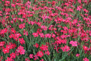 Bakkenellike Dianthus deltoides 'Brilliant' 5-10 potte P9