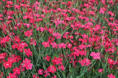 Bakkenellike Dianthus deltoides 'Brilliant' 5-10 potte P9 Dianthus deltoides 'Brilliant'