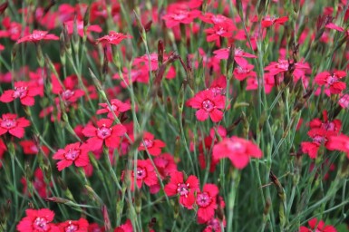 Bakkenellike Dianthus deltoides 'Brilliant' 5-10 potte P9