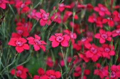 Bakkenellike Dianthus deltoides 'Brilliant' 5-10 potte P9