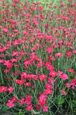 Bakkenellike Dianthus deltoides 'Brilliant' 5-10 potte P9