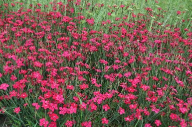 Bakkenellike Dianthus deltoides 'Brilliant' 5-10 potte P9