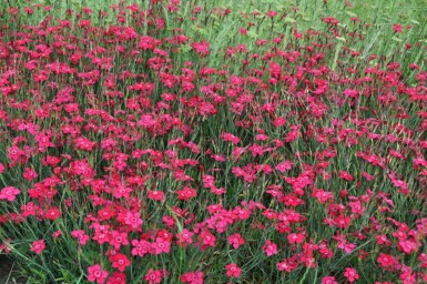 Bakkenellike Dianthus deltoides 'Brilliant' 5-10 potte P9 Dianthus deltoides 'Brilliant'