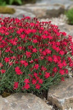 Bakkenellike Dianthus deltoides 'Flashing Light' 5-10 potte P9 Dianthus deltoides 'Flashing Light'